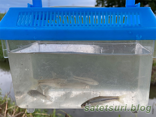 鯉鮒混じりでタモロコがすぐ釣れる