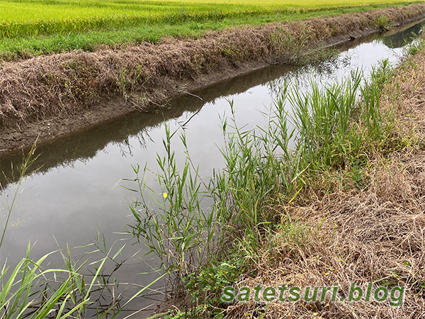 田んぼの中の素掘りの水路