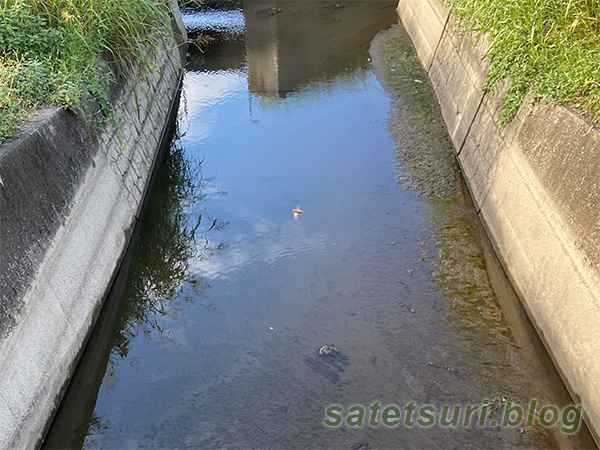 小魚の魚影はあったものの水が少ない用水路