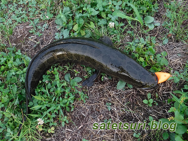 完全音無し波紋も出ずのついばみバイトをキッチリ合わせて釣った雷魚