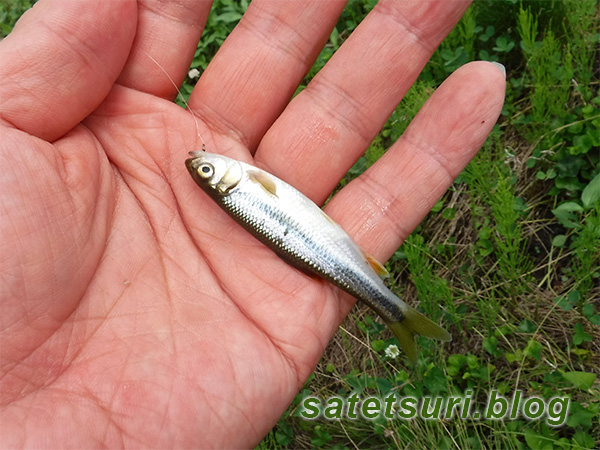 用水路で釣ったアブラハヤのように見える小魚