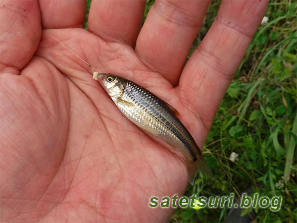 タモロコに似てる小魚