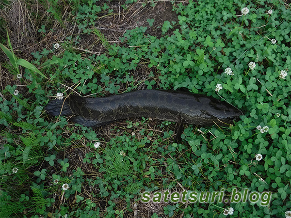 セサミのオレンジで釣った60cmくらいの雷魚