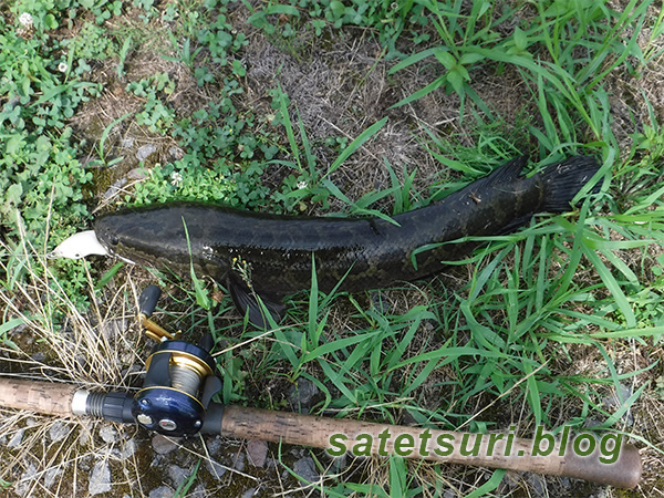 3日目唯一の漁獲