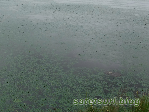 大きな溜池、一枚菱