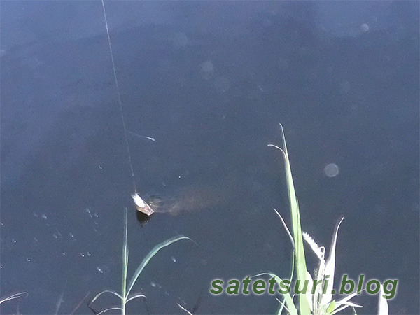 水面に顔を出した雷魚