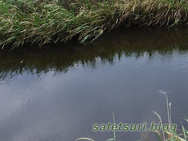 両岸に葦ガマの生えたオープン水路