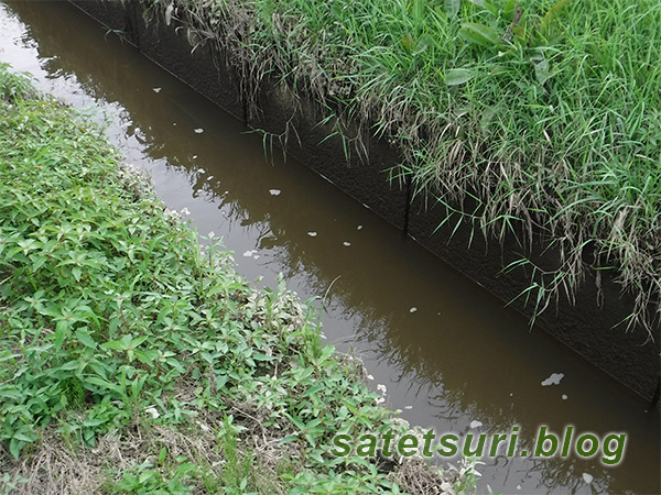 タモロコを釣った水路