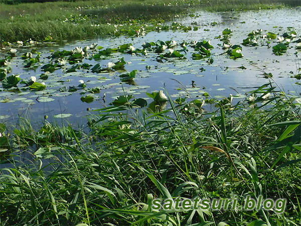 蓮の葉が水没している池