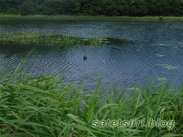 葦が水没して菱が少し浮いている