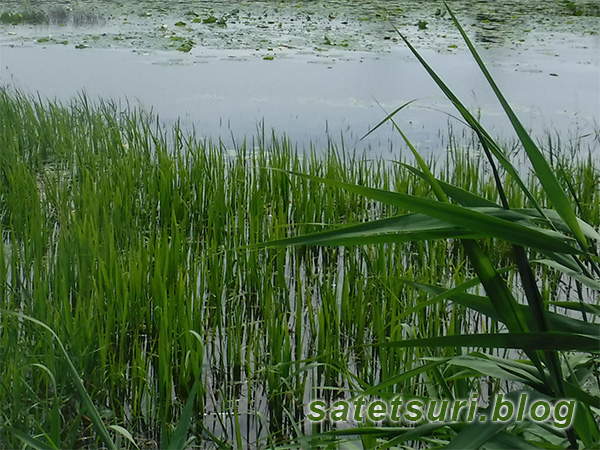 やはり葦が水没している池