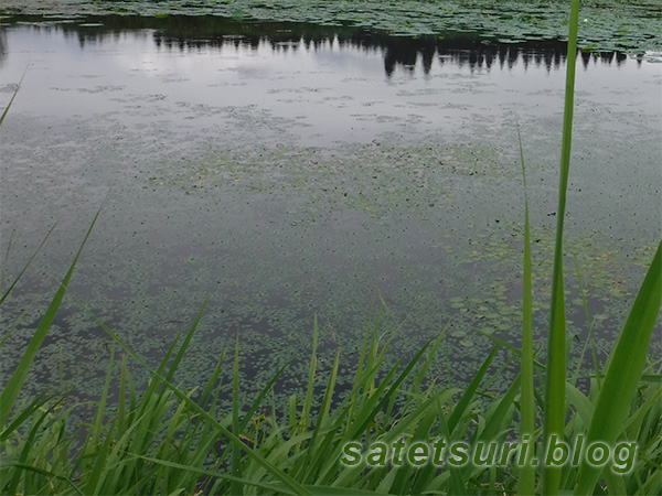 1枚菱の池