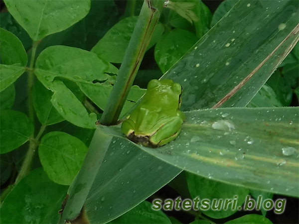 アマガエル