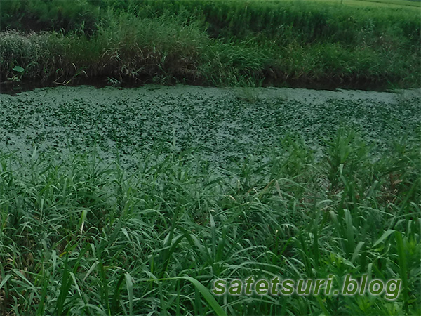 菱の生えた水路