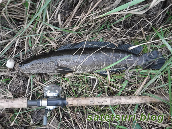 最後の最後に奇跡のキャストで釣った60cmくらいの雷魚