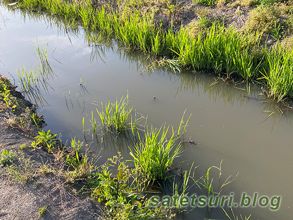 期待していたもののアタリもなかった水路