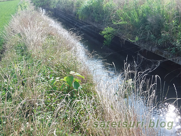 水少な目の水路