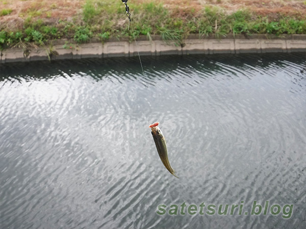 ミミズでタモロコが釣れた