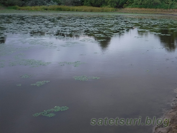 菱がまばらな池