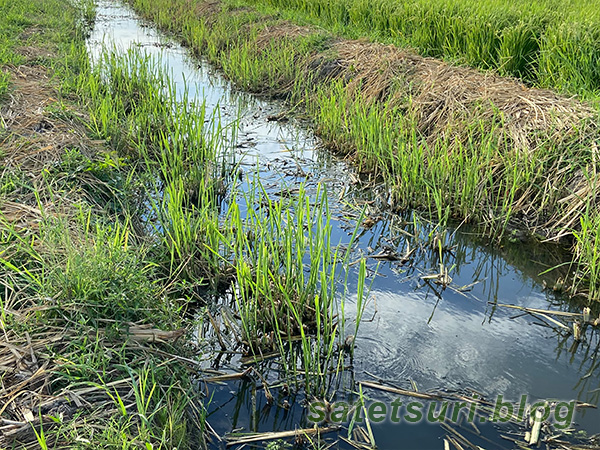 素掘りの水路