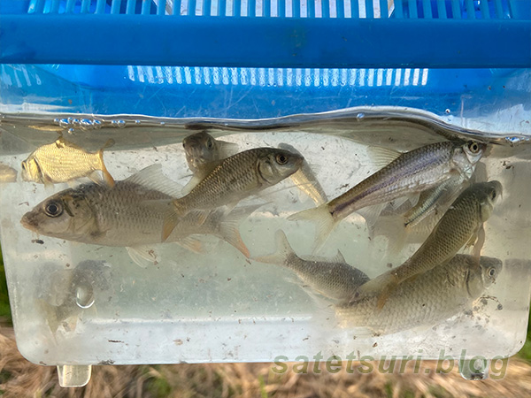 鮒を10匹以上は釣った