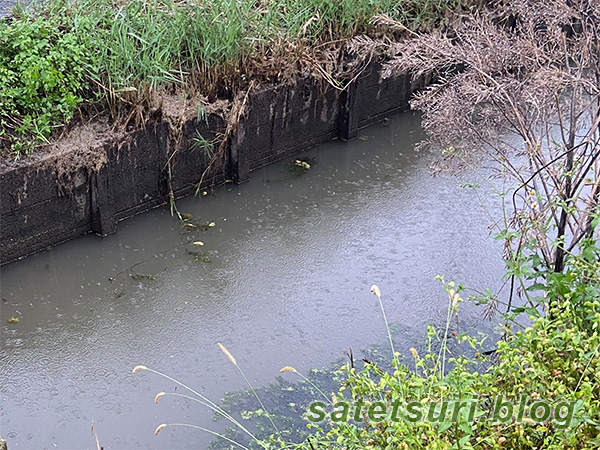 水位がぐっと下がった用水路