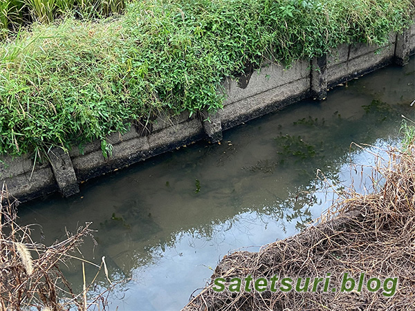 水草の生えている水路