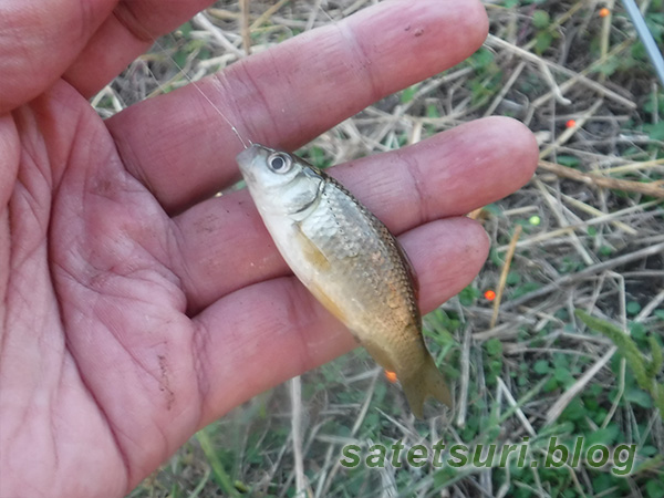 雑魚パラダイスで釣った小鮒