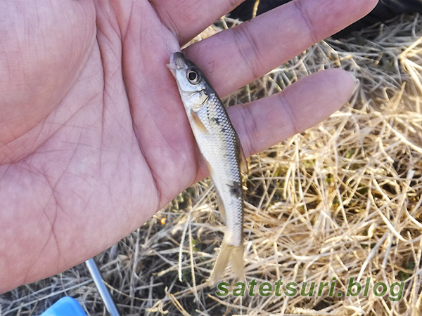 ニゴイの幼魚