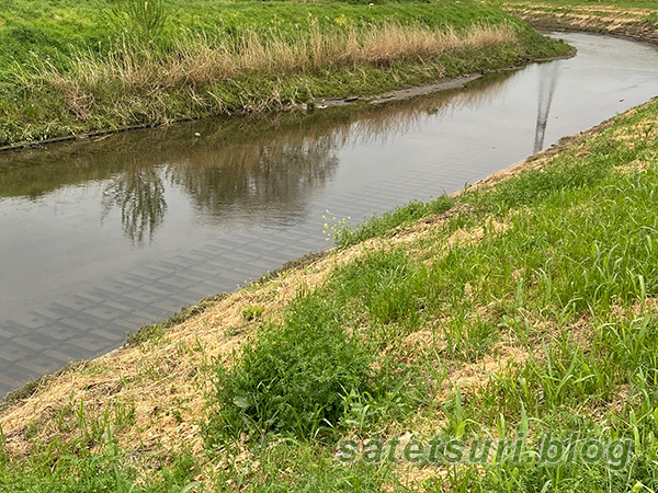 何度かナマズ釣りをしたことのある川