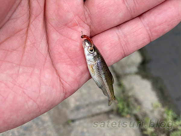 小さいタモロコだと思っていたけど、何か別の魚