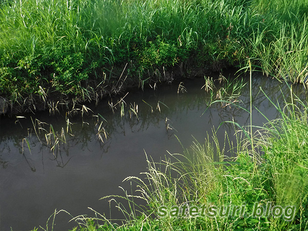 素掘りの水路