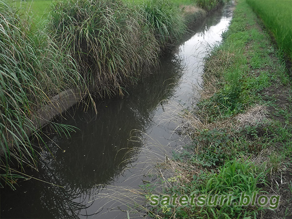 田んぼの中の用水路