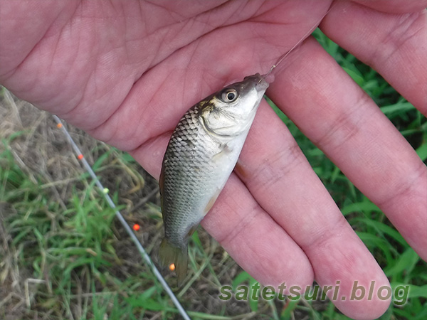 田んぼの用水路で釣れた鯉っ子