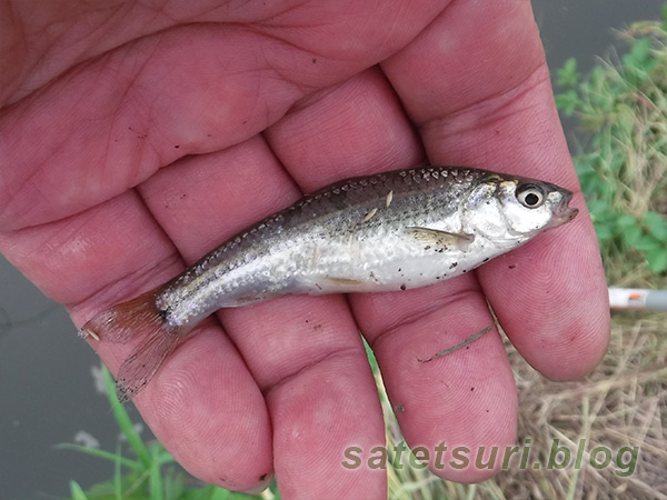 田んぼの用水路で釣れたタモロコ