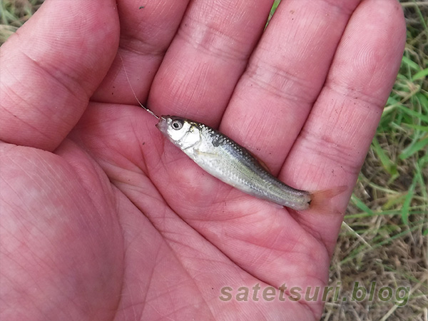 田んぼの用水路で釣れたタモロコ