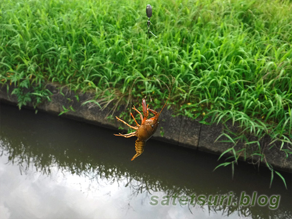 またザリガニ