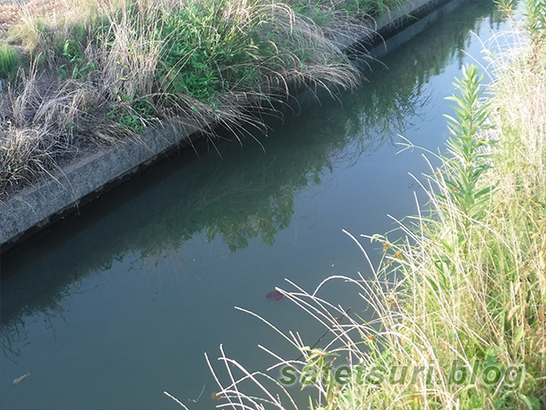 なんどか鮒釣りをしている用水路