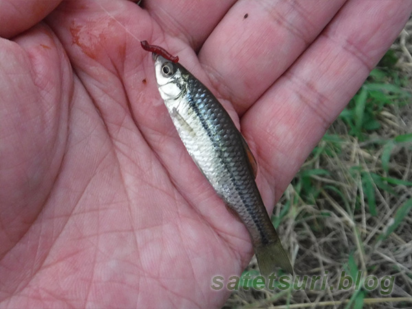 クチボソ（モツゴ）